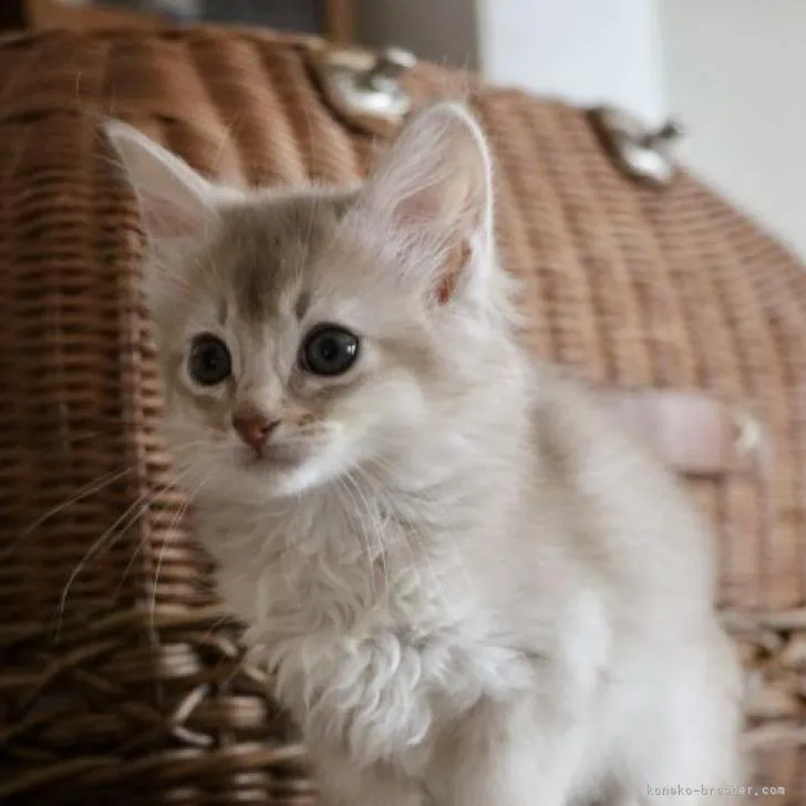 ID:2301-01986の子猫
