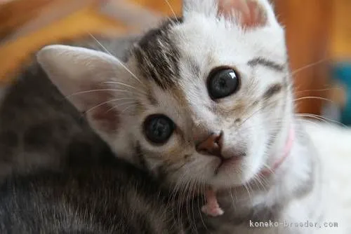 ID：1608-00100の子猫