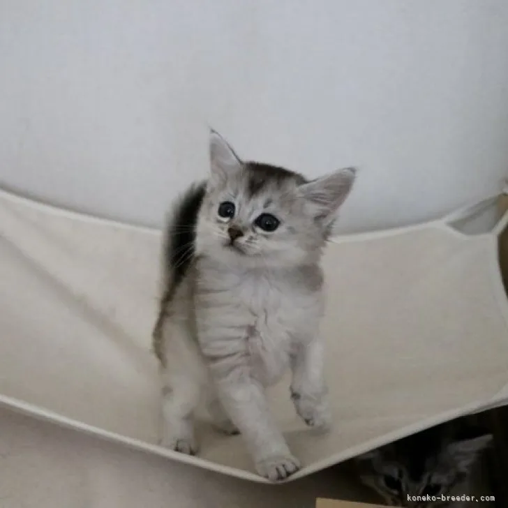 ID：2304-02061の子猫