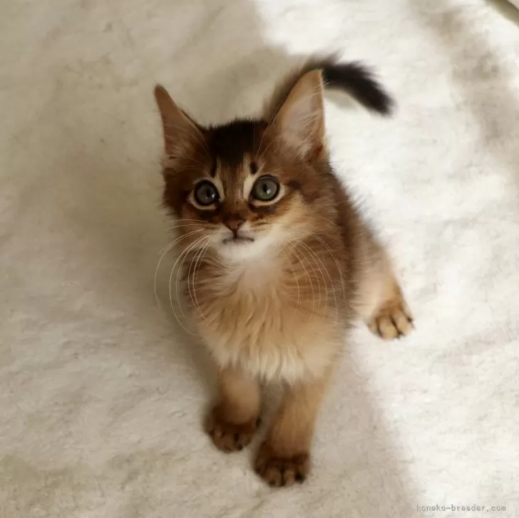 ID：2405-01781の子猫