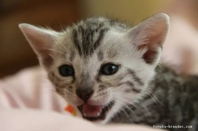 AYU 様のお迎えした子猫
