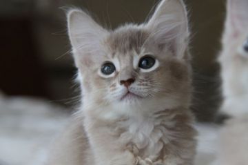 ソマリ【静岡県・男の子・2017年8月27日・フォーン】の写真「ひざに来る、甘えん坊さん☆べったりです」