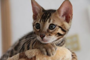 ベンガル【静岡県・男の子・2017年6月17日・ブラウンスポテッドタビー】の写真「とっても可愛い、品のある子です」