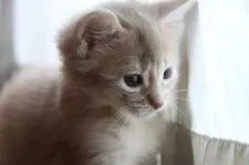 ソマリ【静岡県・男の子・2017年8月27日・フォーン】の写真2