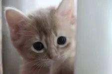 ソマリ【静岡県・男の子・2017年8月27日・フォーン】の写真3