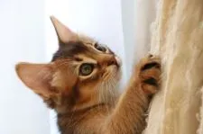 ソマリ【静岡県・男の子・2021年7月15日・ルディ】の写真3