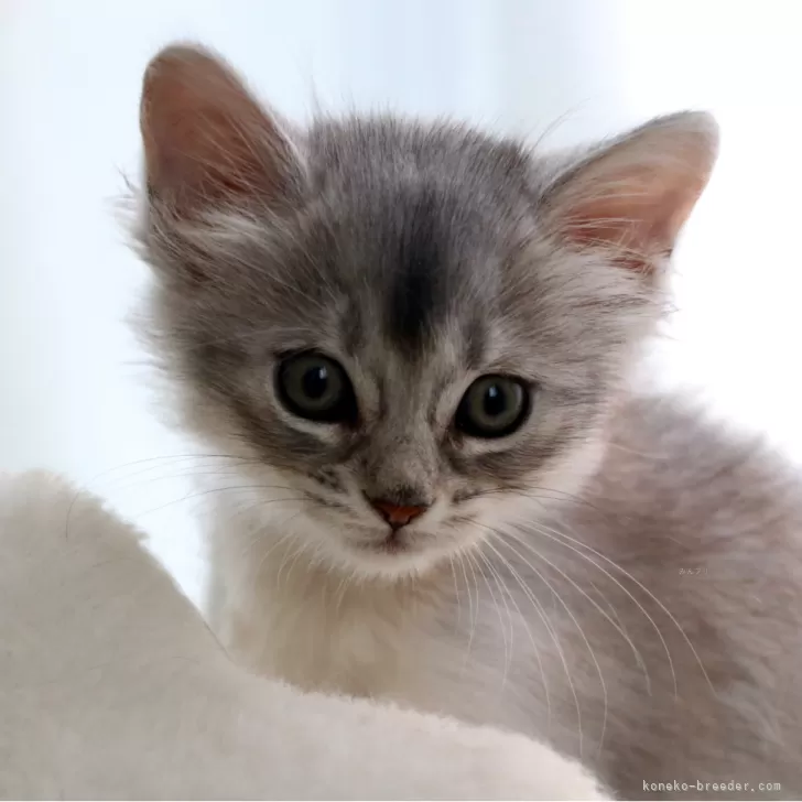 ID：2510-01771の子猫