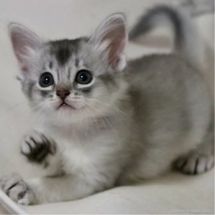 ID：2505-03854の子猫