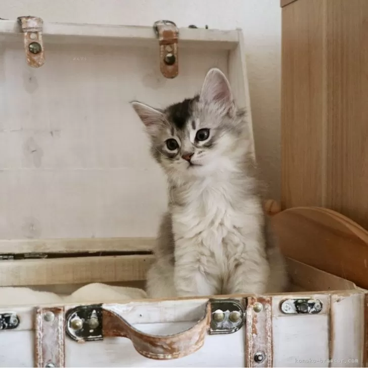 ID：2501-02195の子猫