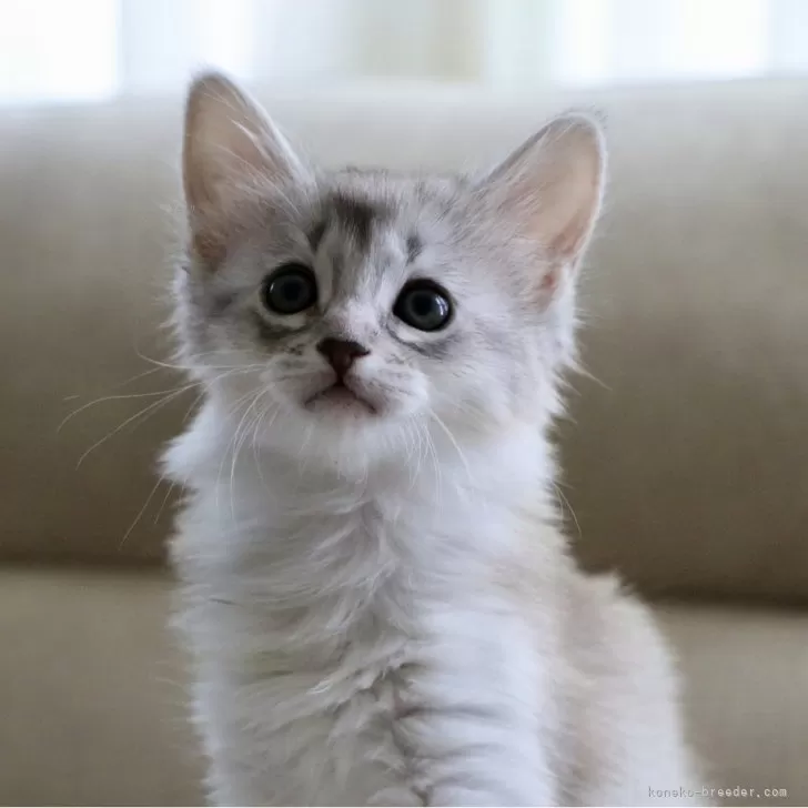 ID:2504-03478の子猫