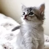 ソマリ