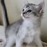 ソマリ