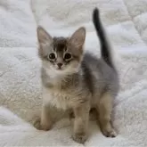 ソマリ
