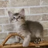 ソマリ
