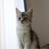 ソマリ