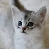 ソマリ