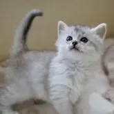 ソマリ【静岡県・女の子・2025年1月30日・ブラックシルバー】の写真5