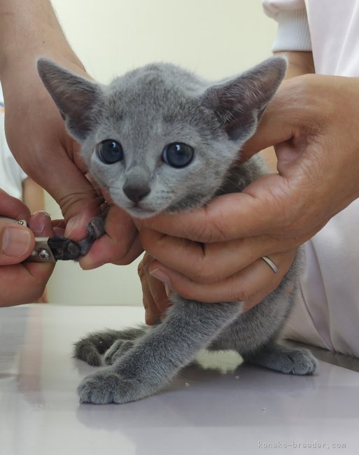 山口太津子ブリーダーのブログ：子猫　オーナー様募集です