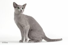 ロシアンブルー【・女の子・2023年3月3日・ブルー】