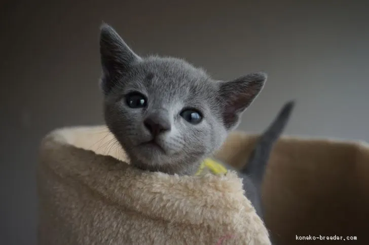 ID：1906-01449の子猫