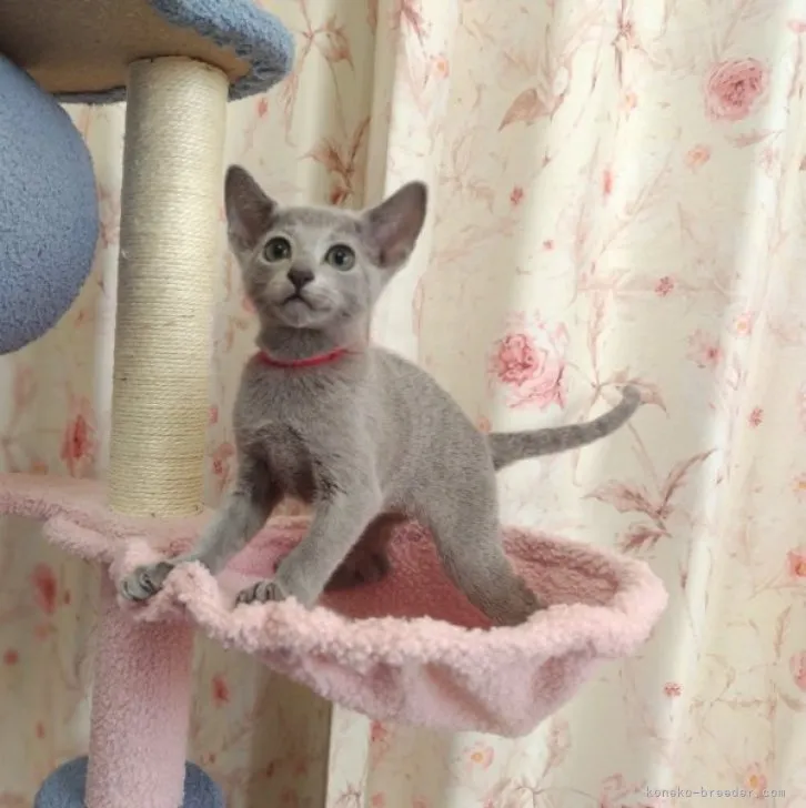 ID:2306-02205の子猫