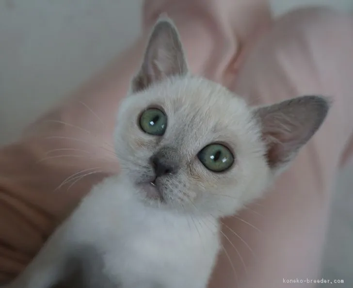 ID：1901-00619の子猫
