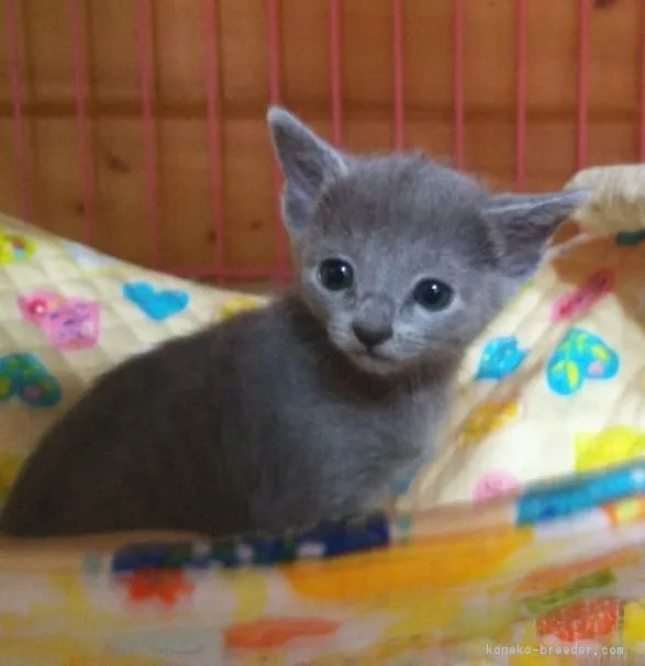 ID：1810-00032の子猫