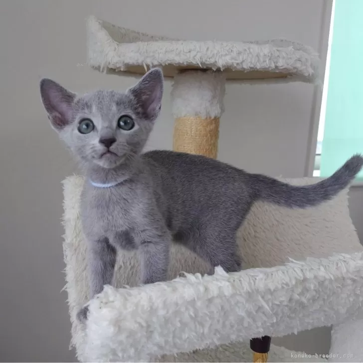 ID：2405-03311の子猫