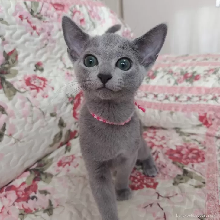 ID:2412-00085の子猫