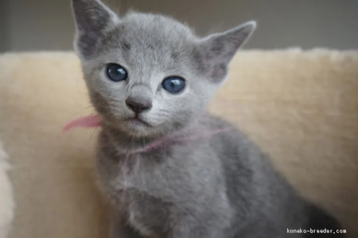 ID：1906-01450の子猫