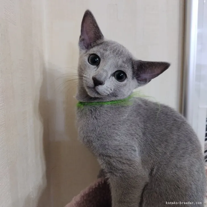 ID:2307-03179の子猫