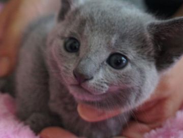 ロシアンブルー【茨城県・男の子・2018年3月1日・ブルー】の写真「笑顔の素敵なプリティーボーイ♪」