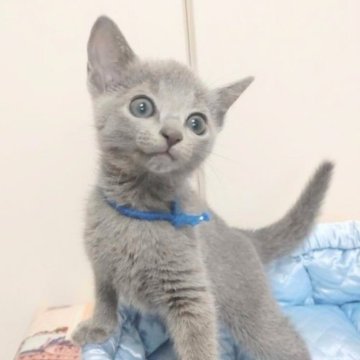 ロシアンブルー【茨城県・女の子・2023年4月15日・ブルー】の写真「甘えん坊の女の子です」