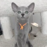 ロシアンブルー【茨城県・女の子・2023年4月15日・ブルー】の写真1「すん…とすまし顔」