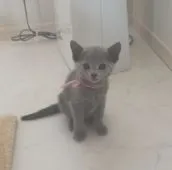 ロシアンブルー【茨城県・女の子・2019年5月7日・ブルー】の写真4