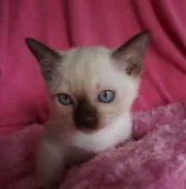 トンキニーズ【茨城県・女の子・2017年12月25日・シャンパンミンク】の写真4「2018.2.24撮影」