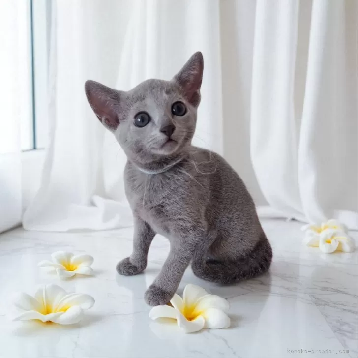 ID:2508-00332の子猫