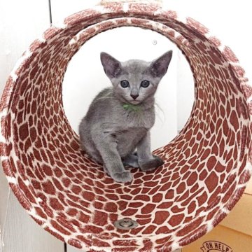ロシアンブルー【茨城県・男の子・2025年6月3日・ブルー】の写真「とってもスイートなお顔の子猫ちゃんです」