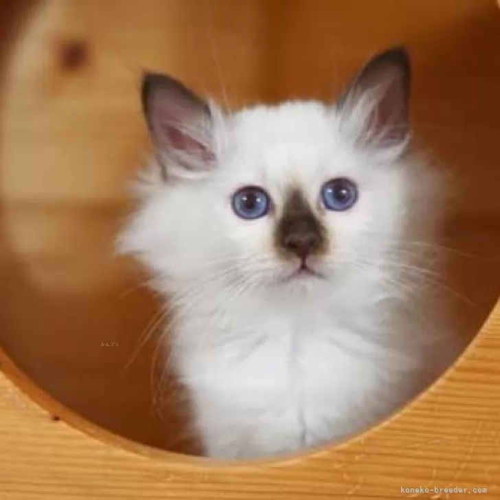 ID：2407-00916の子猫