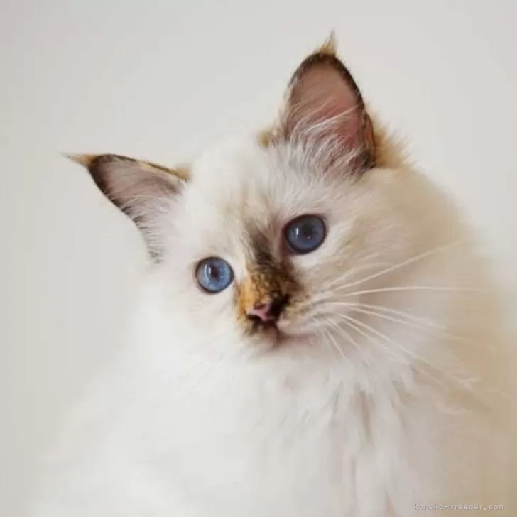 ID：2409-01575の子猫