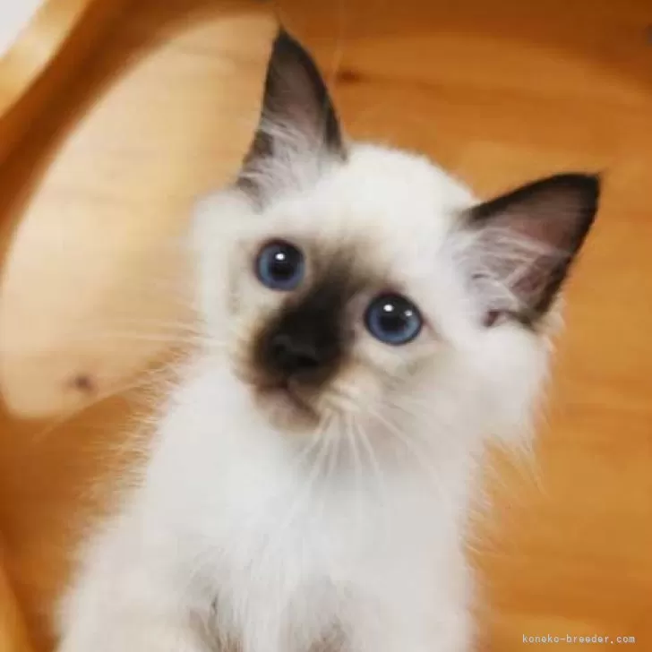 ID:2409-01011の子猫