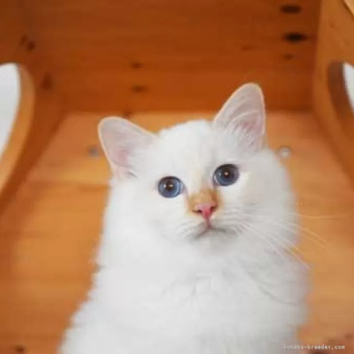 ID:2410-02406の子猫