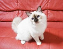 バーマン【・男の子・2022年11月6日・チョコレートポイント】