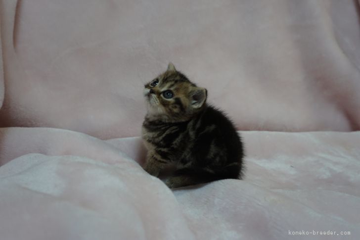 寺村　智子(てらむら　ともこ)ブリーダー(香川県・スコティッシュフォールドなど・ACC登録)の紹介写真3