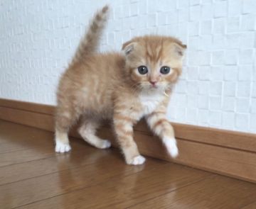 スコティッシュフォールド(折れ耳)【香川県・男の子・2017年7月25日・レッドタビー】の写真「愛情いっぱいで育てました」