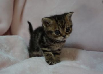 アメリカンショートヘア【香川県・女の子・2017年2月22日・パッチドタビー】の写真「お顔の可愛い女の子」