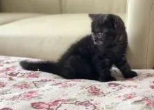 アメリカンショートヘア【香川県・女の子・2018年7月4日・ブラックスモーク】の写真3