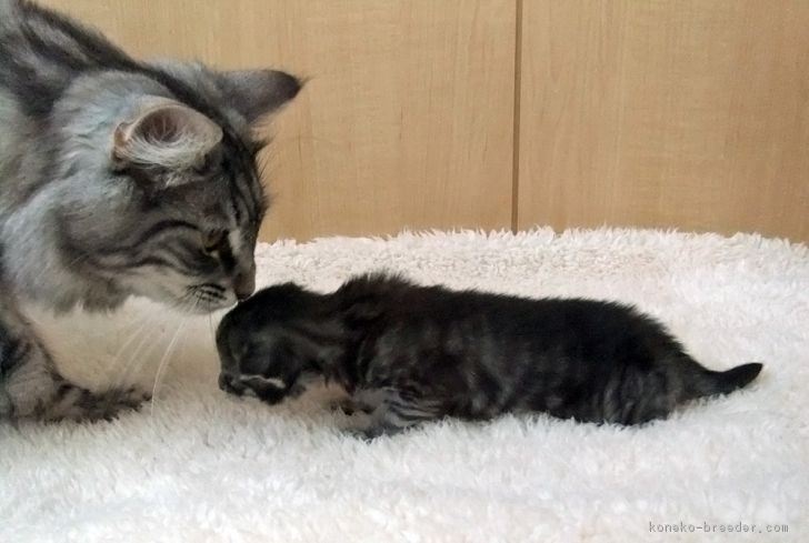 優しいお姉さん猫と生後２週間の子猫の写真です。シルバー系の子猫が多く生まれます。｜高橋　亜希子(たかはし　あきこ)ブリーダー(神奈川県・ノルウェージャンフォレストキャット・TICA登録)の紹介写真1