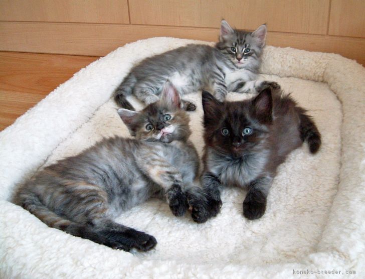 2007年生まれの子猫たち、生後１ヶ月半くらいの写真です。｜高橋　亜希子(たかはし　あきこ)ブリーダー(神奈川県・ノルウェージャンフォレストキャット・TICA登録)の紹介写真3