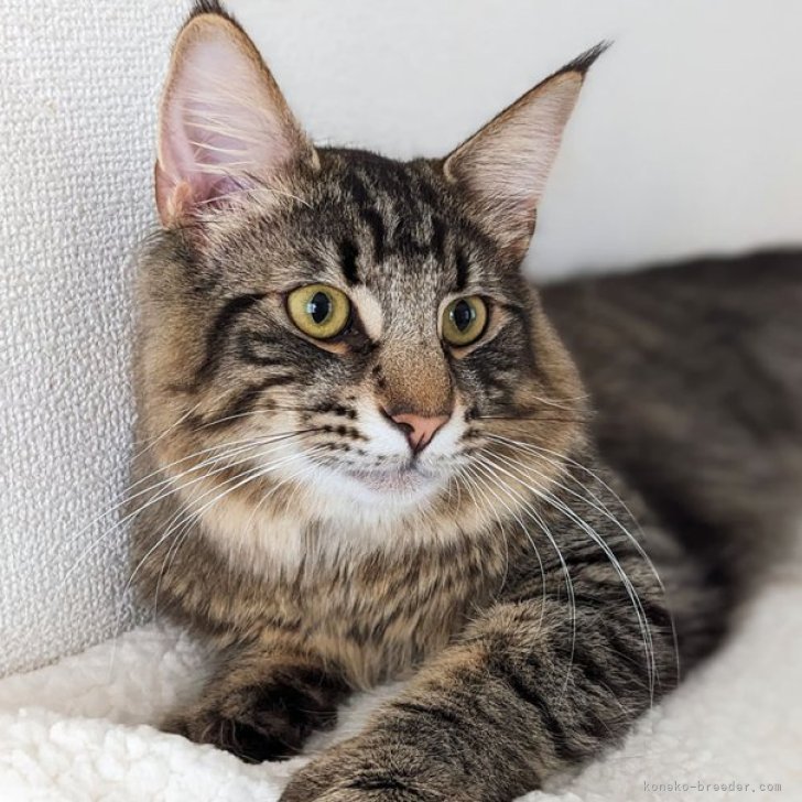 ターシャ 様のお迎えした子猫